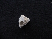 Astraea precursor fossil gastropod shell Brantley pit ap 114