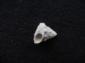 Astraea precursor fossil gastropod shell Brantley pit ap 115