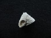 Astraea precursor fossil gastropod shell Brantley pit ap 116