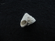 Astraea precursor fossil gastropod shell Brantley pit ap 117