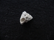 Astraea precursor fossil gastropod shell Brantley pit ap 118