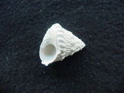 Astraea precursor fossil gastropod shell Brantley pit ap 119