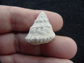 Astraea precursor fossil gastropod shell Brantley pit ap 119