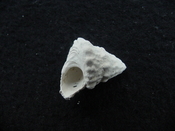 Astraea precursor fossil gastropod shell Brantley pit ap 120