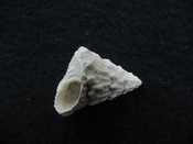 Astraea precursor fossil gastropod shell Brantley pit ap 121