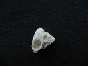 Astraea precursor fossil gastropod shell Brantley pit ap 122