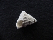 Astraea precursor fossil gastropod shell Brantley pit ap 123