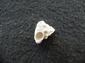 Astraea precursor fossil gastropod shell Brantley pit ap 124