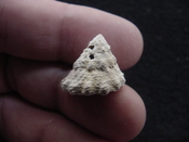 Astraea precursor fossil gastropod shell Brantley pit ap 84