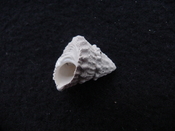 Astraea precursor fossil gastropod shell Brantley pit ap 85