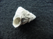 Astraea precursor fossil gastropod shell Brantley pit ap 87