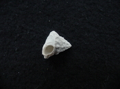 Astraea precursor fossil gastropod shell Brantley pit ap 88