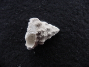 Astraea precursor fossil gastropod shell Brantley pit ap 90