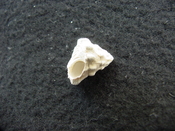 Astraea precursor fossil gastropod shell Brantley pit ap 91