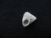 Astraea precursor fossil gastropod shell Brantley pit ap 93