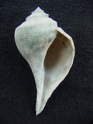 Pruella soror fossil shell gastropod mollusk whelk py1