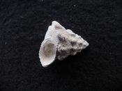 Astraea precursor fossil gastropod shell Brantley pit ap 94