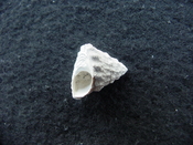 Astraea precursor fossil gastropod shell Brantley pit ap 95