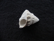 Astraea precursor fossil gastropod shell Brantley pit ap 96