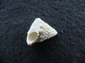 Astraea precursor fossil gastropod shell Brantley pit ap 98