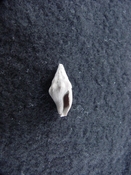 Macgintopis chariessa fossil shell gastropod mg1