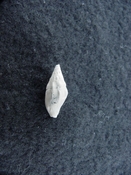 Macgintopis chariessa fossil shell gastropod mg1