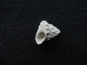 Astraea precursor fossil gastropod shell Brantley pit ap 100