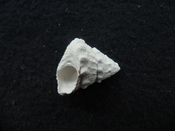 Astraea precursor fossil gastropod shell Brantley pit ap 101