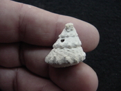 Astraea precursor fossil gastropod shell Brantley pit ap 101