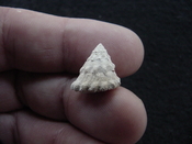 Astraea precursor fossil gastropod shell Brantley pit ap 102