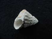 Astraea precursor fossil gastropod shell Brantley pit ap 103