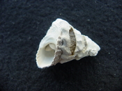 Astraea precursor fossil gastropod shell Brantley pit ap 104