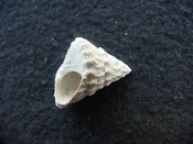 Astraea precursor fossil gastropod shell Brantley pit ap 105