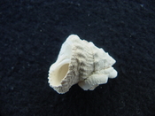 Astraea precursor fossil gastropod shell Brantley pit ap 106