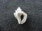 Eupleura calusa fossil murex muricidae shell gastropod ecc 1