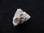 Astraea precursor fossil gastropod shell Brantley pit ap 107