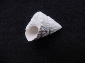 Astraea precursor fossil gastropod shell Brantley pit ap 108
