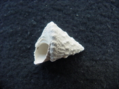 Astraea precursor fossil gastropod shell Brantley pit ap 109