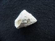 Astraea precursor fossil gastropod shell Brantley pit ap 111