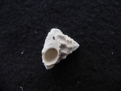 Astraea precursor fossil gastropod shell Brantley pit ap 110