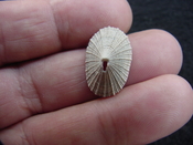 Diodora cayenensis fossil shell gastropod mollusks dy1