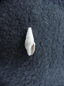 Thiarinella camax fossil gastropod micro shell th1
