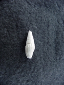Thiarinella camax fossil gastropod micro shell th1