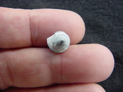 Modulus sp fossil shell gaatropod mollusk mcc 1