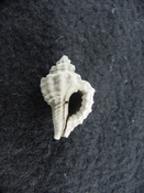 Eupleura caudata fossil muricidae murex shell gastropod ec 1