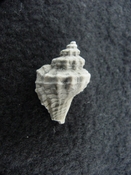 Eupleura caudata fossil muricidae murex shell gastropod ec 1