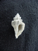 Eupleura metae fossil muricidae murex shell gastropod em1