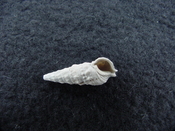 Cerithium preatratum fossil shell gastropod mollusks auger cpa 1