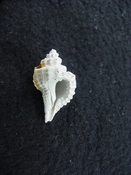 Eupleura intermedia fossil murex muricidae shell gastropod ei 1