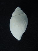 Sconsia hodgii extinct fossil gastropod Pinecrest Beds av1